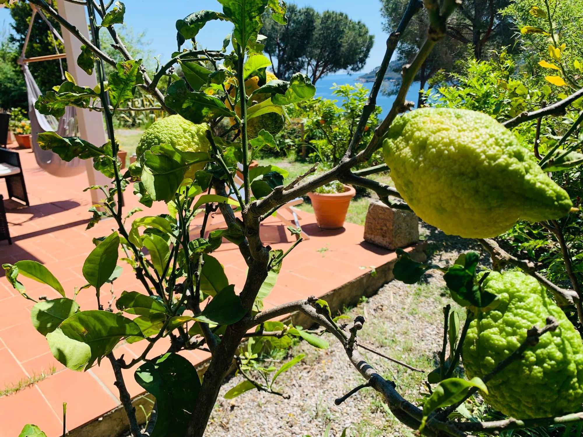 Case Dei Limoni Sul Mare Capoliveri  Exterior photo